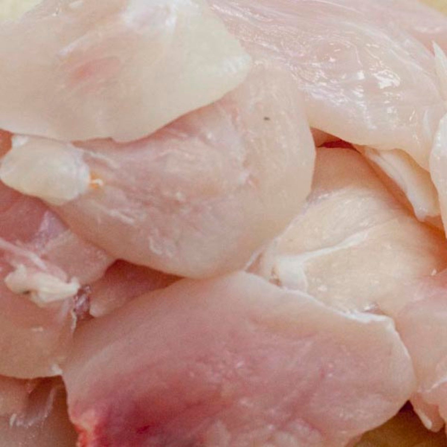 Grouper, Cheeks Hernando Local